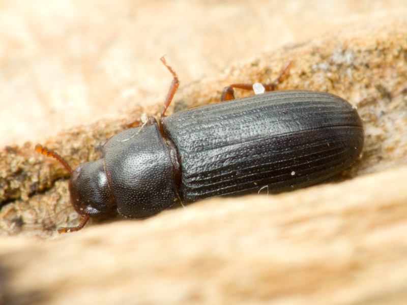 Tribolium madens (Charpentier, 1825)